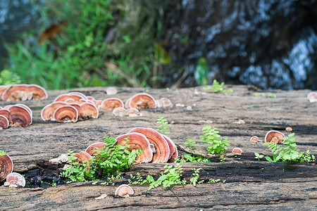 木材上蘑菇的特写镜头