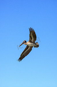 诺威摄影照片_褐鹈鹕 Pelecanus occidentalis 飞越德尔的海洋