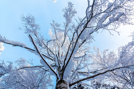 白桦树冠与白雪覆盖的树枝在蓝天的冬季森林中，底部视图