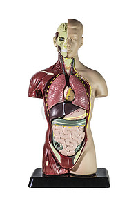 人体白色摄影照片_人体解剖模型
