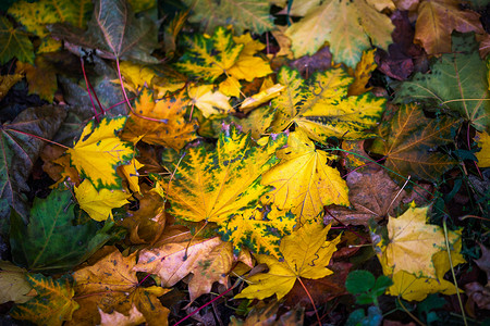 对比秋季背景与绿草上湿润的彩色枫叶 — 选择性聚焦特写镜头