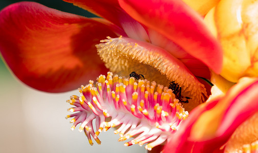 两只黑色黄色蜜蜂从炮弹树 (Couroupita guianensis Aubl.) 花朵中吸取甜美的花蜜。