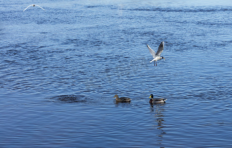 河里钓着小鱼，两只野鸭在洗澡。