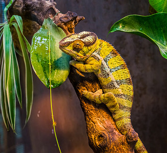 绿色和黑色带状豹变色龙的特写，来自马达加斯加的彩色热带蜥蜴，流行的异国情调和彩色宠物