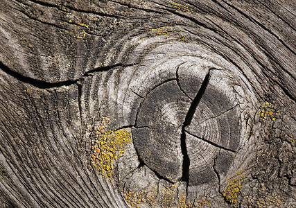 木材开裂摄影照片_抽象开裂的木头