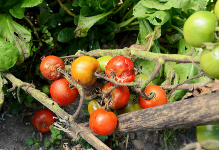 分裂和受枯萎病影响的樱桃番茄