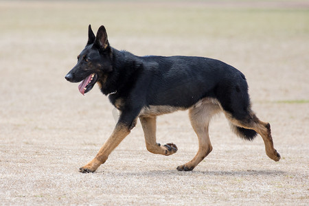 缉毒警察摄影照片_警犬肖像