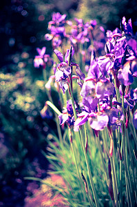 紫蓝色摄影照片_野鸢尾的紫蓝色花，覆盖着夏雨，绿色背景
