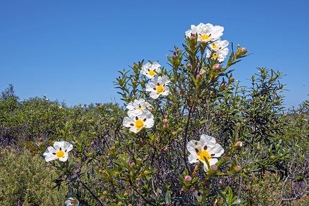 波尔的阿连特茹田野中的岩蔷薇 (cistus ladanifer)