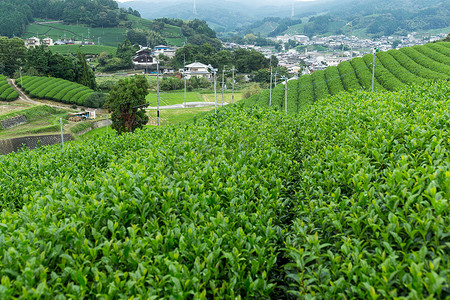 绿茶种植梯田农场
