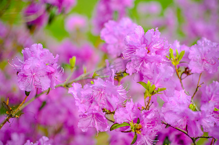 粉色夏天背景摄影照片_背景模糊的美丽粉色或紫色杜鹃花