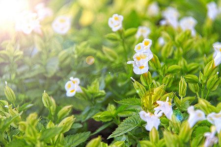 白色光晕摄影照片_具有镜头光晕效果的美丽白花背景