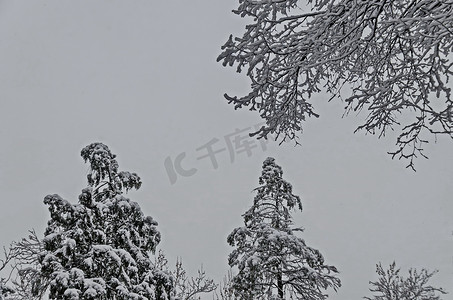 Bankya 冬季公园雪顶树的壮丽景色
