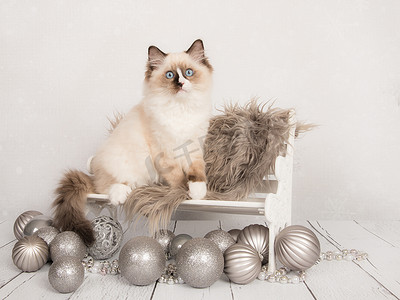 坐在银色圣诞环境中的可爱布娃娃小猫猫