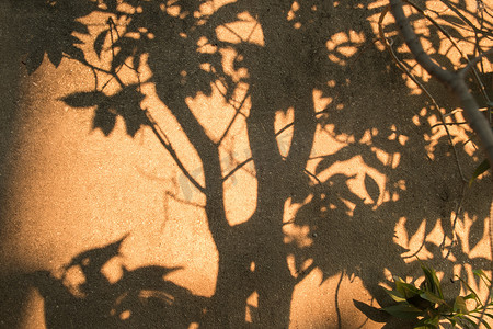 树对水泥墙的抽象阴影
