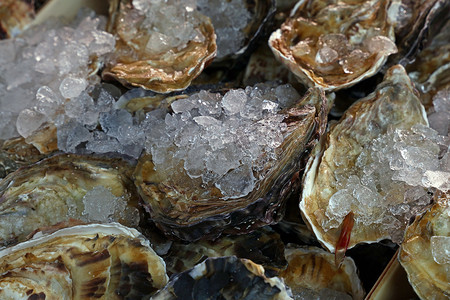 冰上的新鲜大生牡蛎