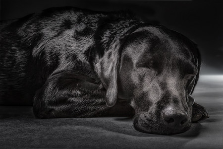 在工作室睡觉的黑色拉布拉多犬