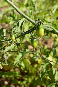 西红柿番茄摄影照片_长在藤蔓上的樱桃番茄