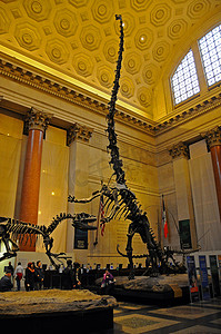 纽约曼哈顿 — 2011 年 11 月 17 日：恐龙骨架，Metr