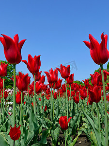 花园里的花坛上点缀着红色郁金香地毯，高高的绿色腿上。