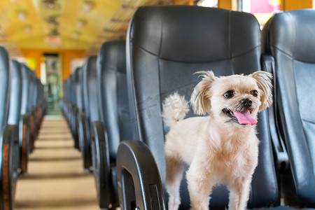 火车里的狗很可爱，等待旅行