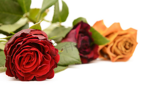 深红玫瑰绽放着勃艮第和橙色的玫瑰