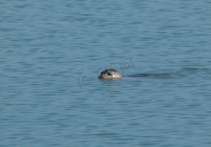 普通海豹游泳
