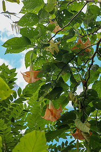 许多黄色的 Brugmansia 在巴厘岛命名为天使喇叭或曼陀罗花开花。