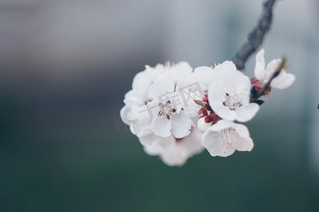 春天开花的树关闭了白花芽生长的叶子树枝自然的复兴