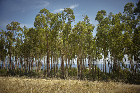 撒丁岛摄影照片_撒丁岛南海岸的杨树林。