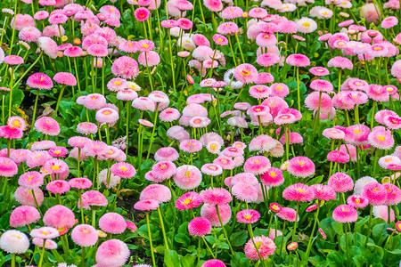 大花摄影照片_Bellis perennis Pomponnete 的大花田，英国雏菊花的栽培杂交品种，自然背景，色彩缤纷的装饰性园林花卉