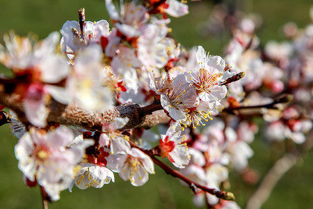 在春天的杏树花。