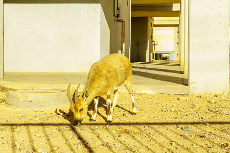 Mitzpe Ramon镇市区的努比亚野山羊