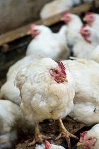 农场病鸡或悲伤鸡、流行病、禽流感、健康问题。