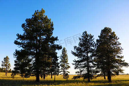 亚利桑那州傍晚的阳光在宽阔的草地、树木覆盖的山丘和蓝天上投下长长的影子，背景是云彩。