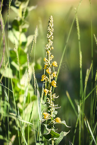 黄色毛蕊花