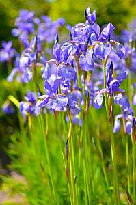 野鸢尾的紫蓝色花，覆盖着夏雨，绿色背景