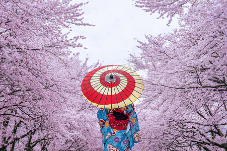 连衣裙亚洲女性摄影照片_日本春天穿着日本传统和服和樱花的亚洲女性。