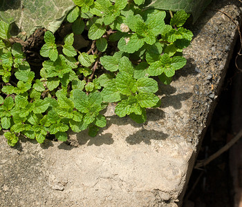 MENTHA ARVENSIS 玉米薄荷、野薄荷的野薄荷