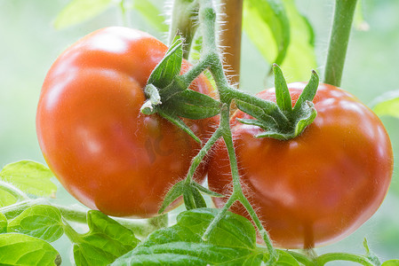 成熟的西红柿生长特写