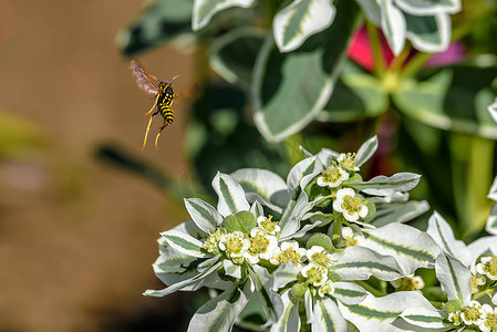 黄蜂从一朵白花中起飞，特写