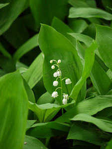 背景上有铃兰白花的茎