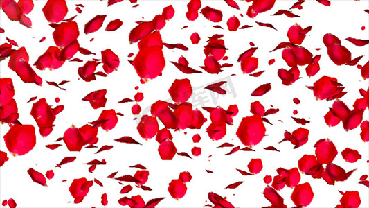 玫瑰渲染摄影照片_在白色背景隔绝的玫瑰花瓣。 