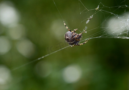 蜘蛛网上的欧洲花园蜘蛛与被困的苍蝇