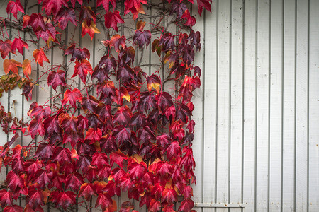 红颜色的秋天枫树爬上木墙