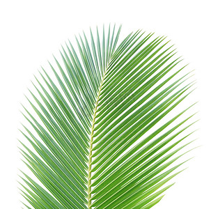 孤立在白色背景上的绿色椰子叶