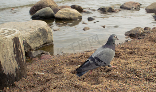 沙滩上的鸽子