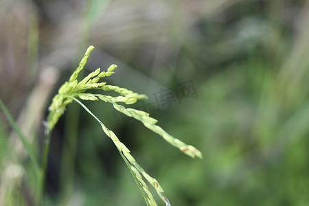 水稻种子在水稻植株上，背景模糊。