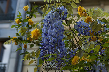 紫藤叶摄影照片_紫藤树和黄色 Kerria japonica 春天在花园里的紫花和叶子的枝条