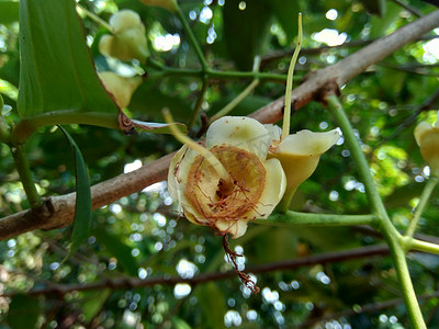 yzygium aqueum（水玫瑰苹果、水苹果、铃果）花与自然背景。